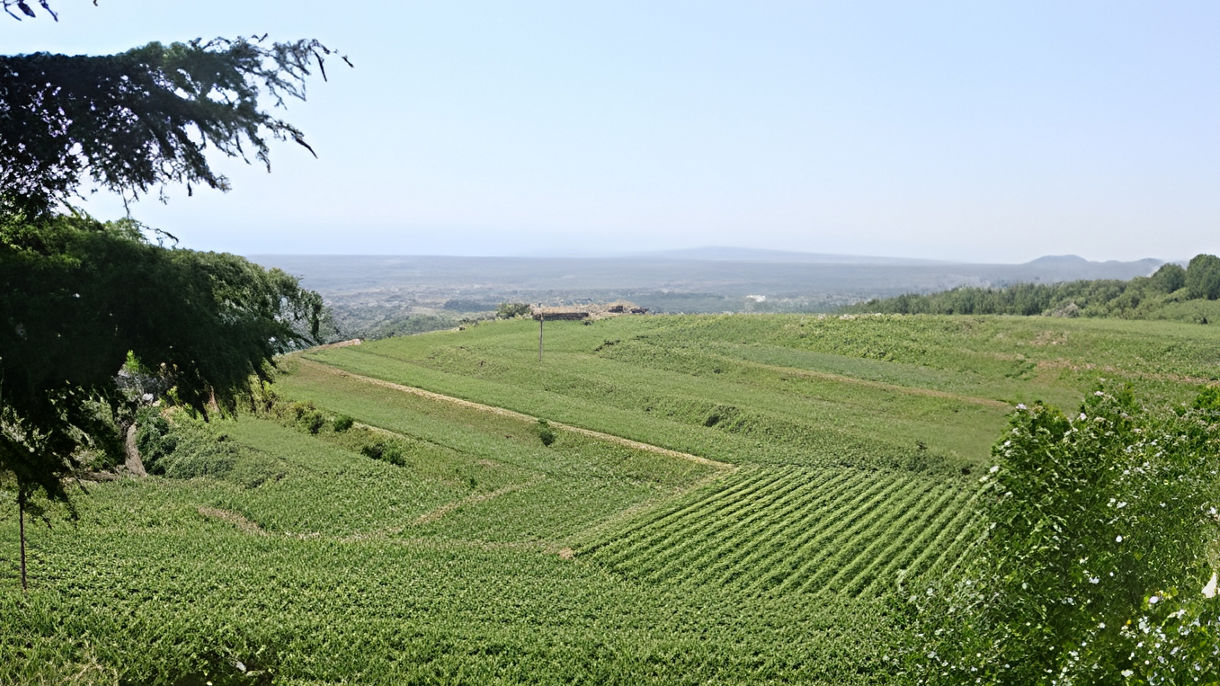 Sicilian Wine Tasting