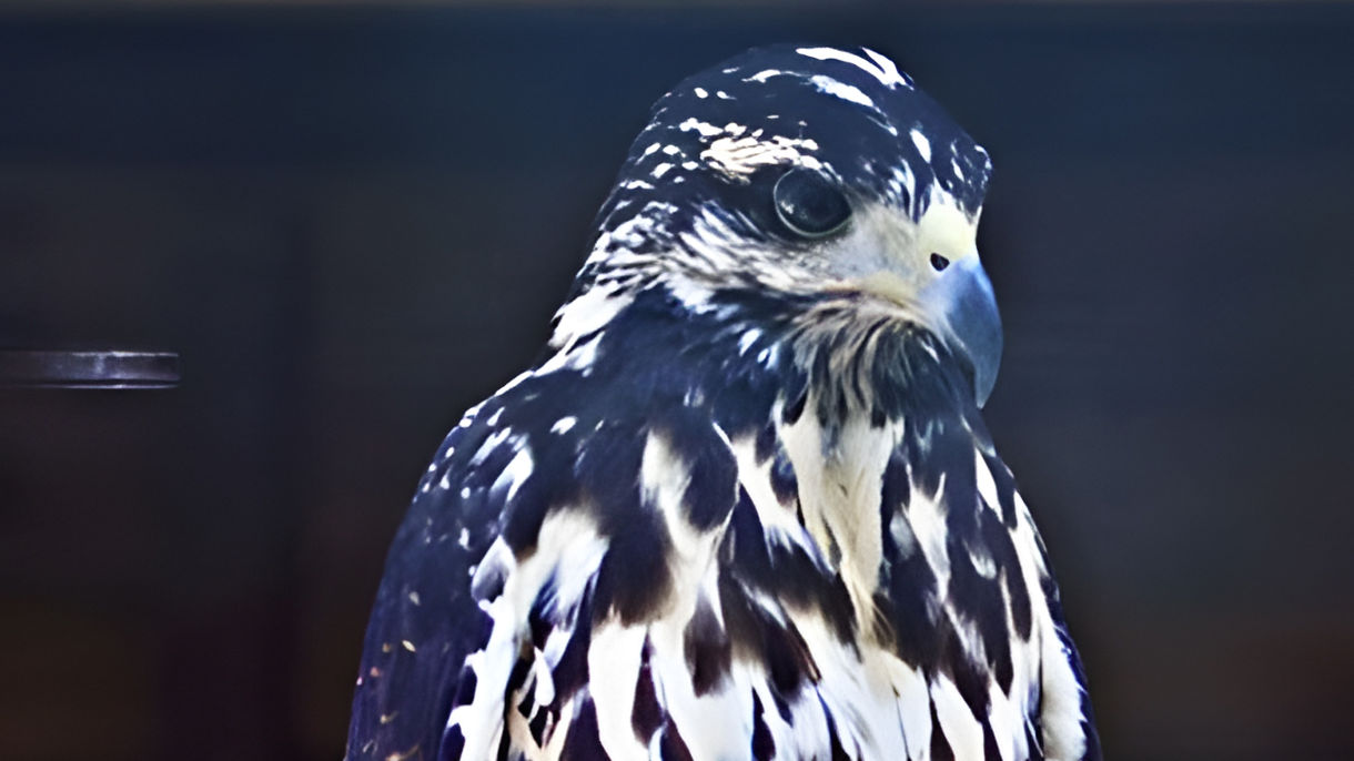 National Aviary of Colombia