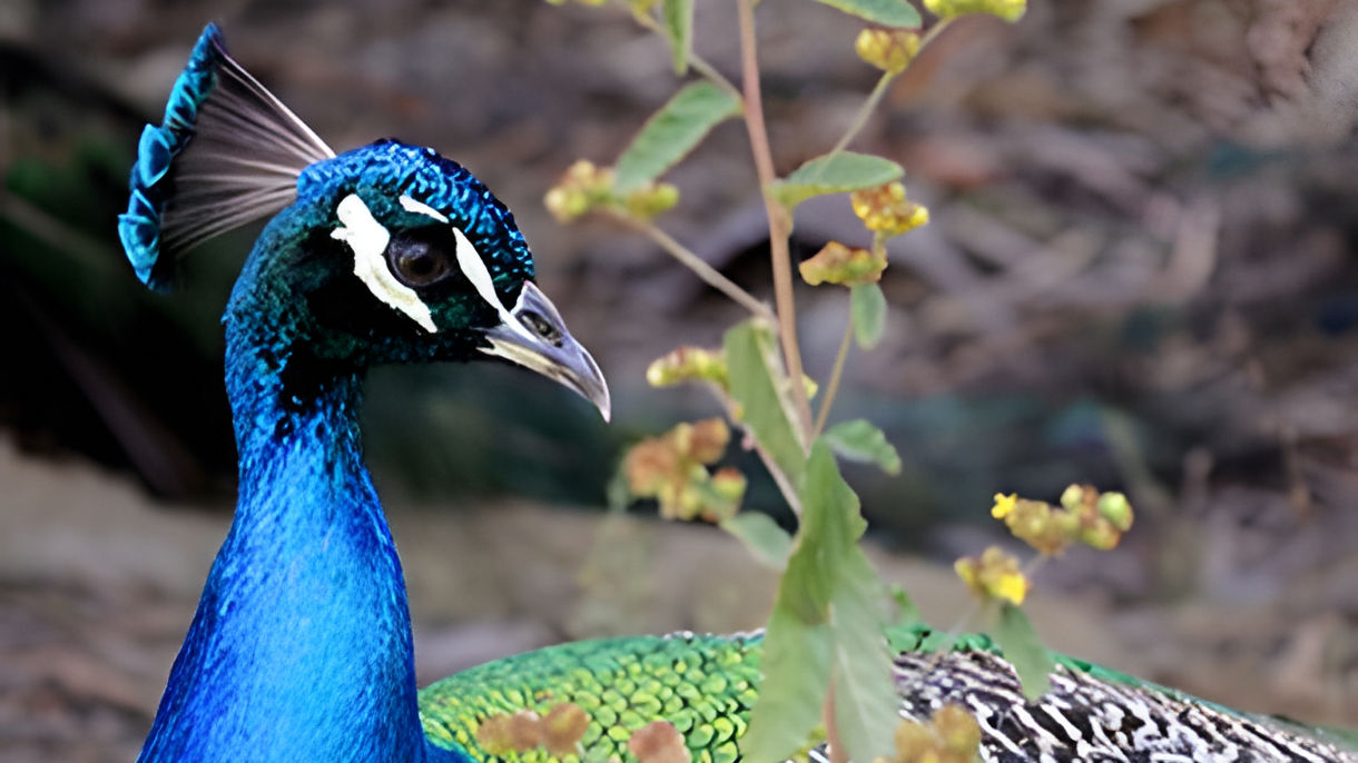 National Aviary of Colombia
