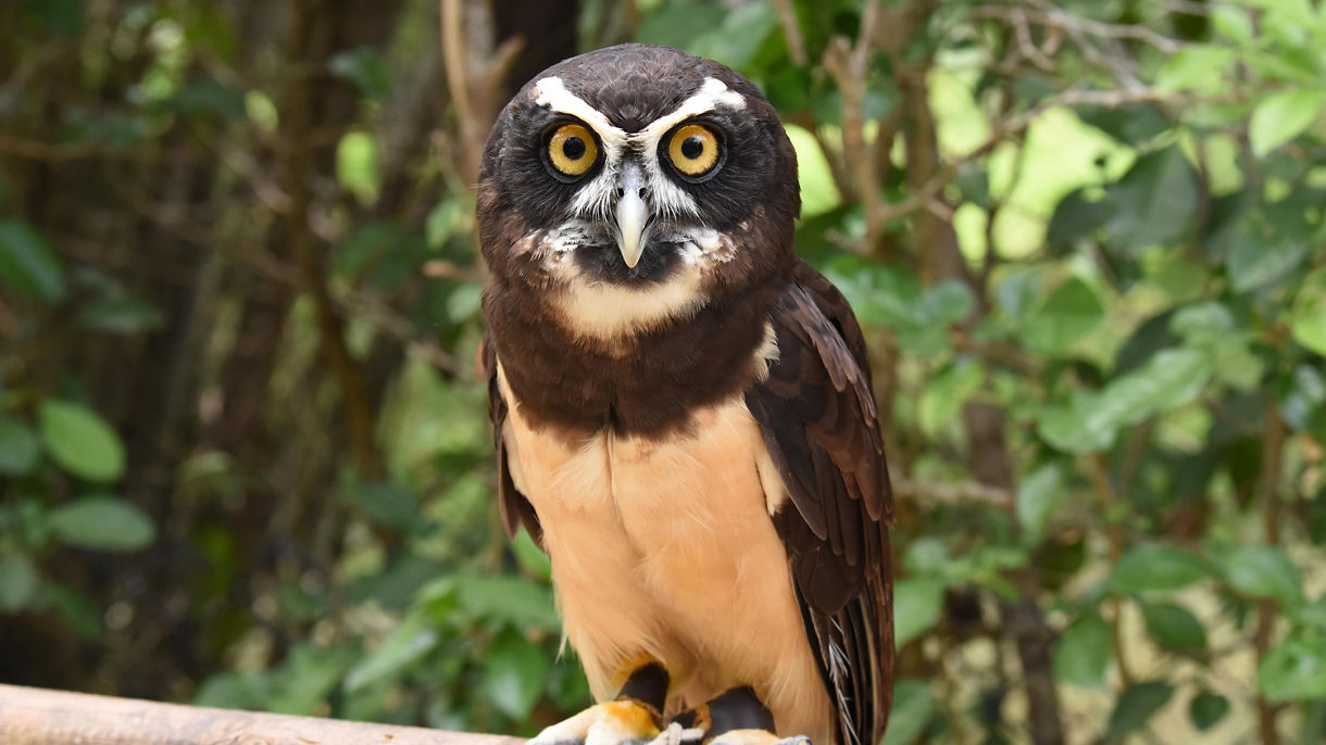 National Aviary of Colombia
