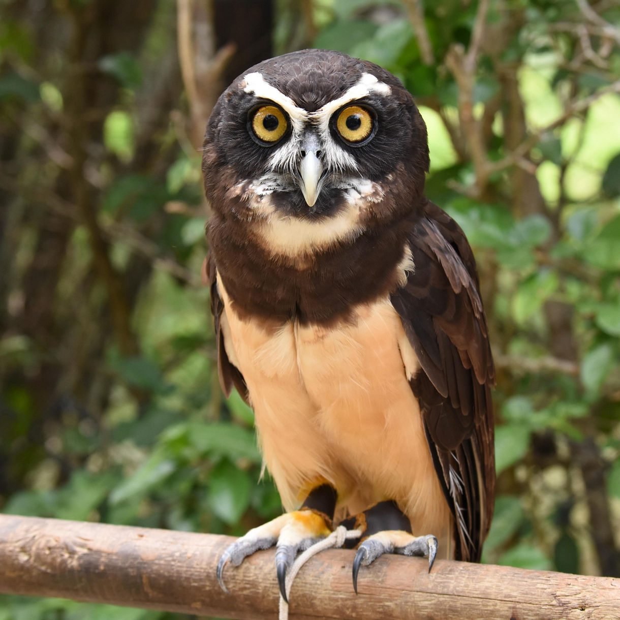 National Aviary of Colombia