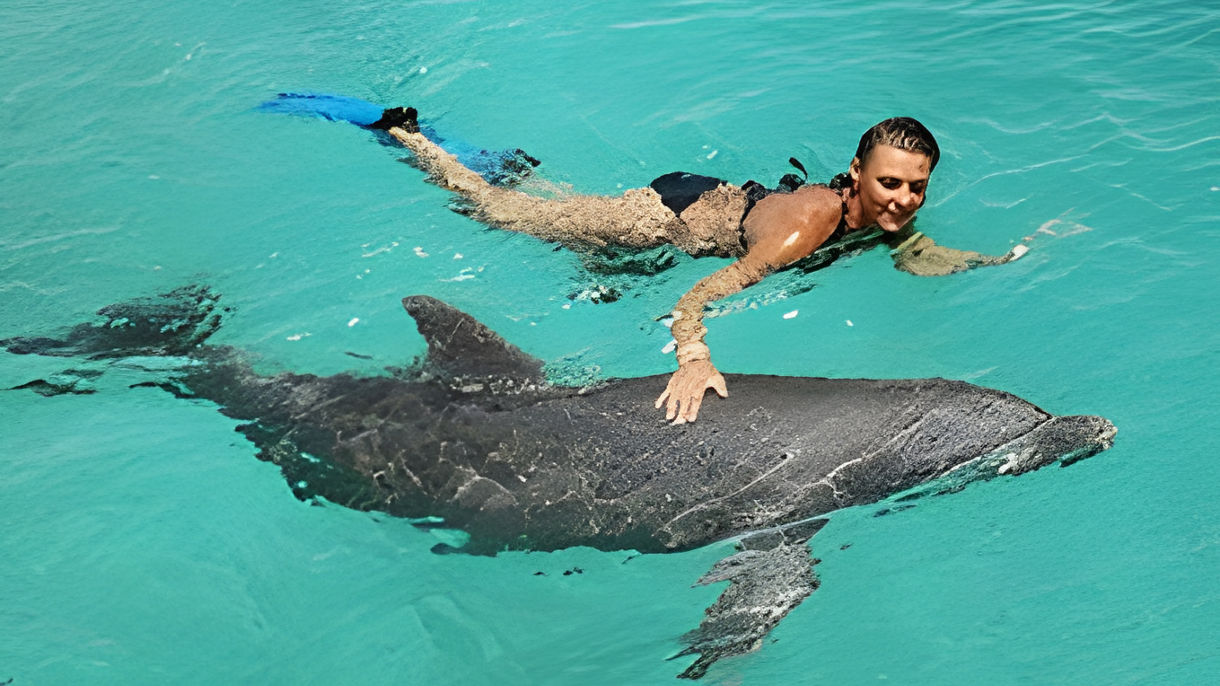 Dolphin Swim