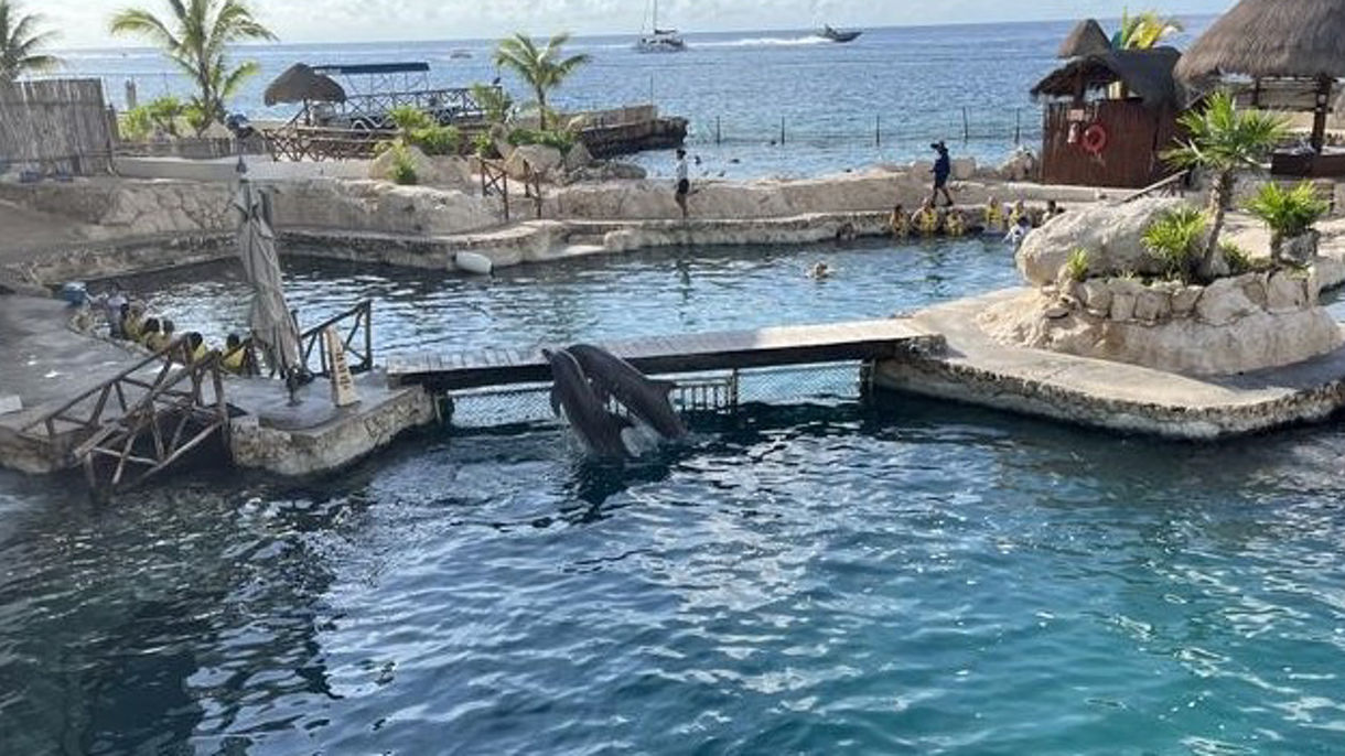 Dolphin True Connection Experience & Lunch