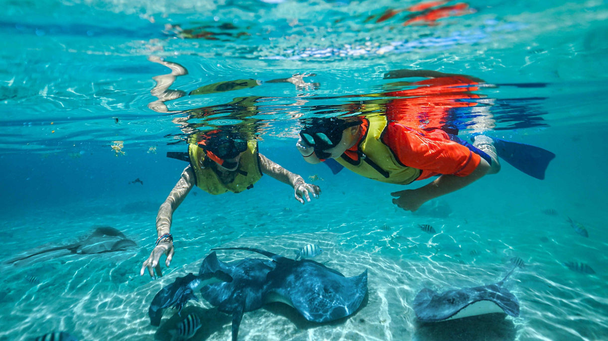 Aqua Trio: Reef Snorkel, Stingrays & Sharks with Lunch