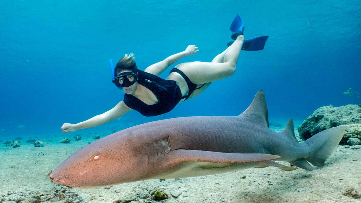 Aqua Trio: Reef Snorkel, Stingrays & Sharks with Lunch