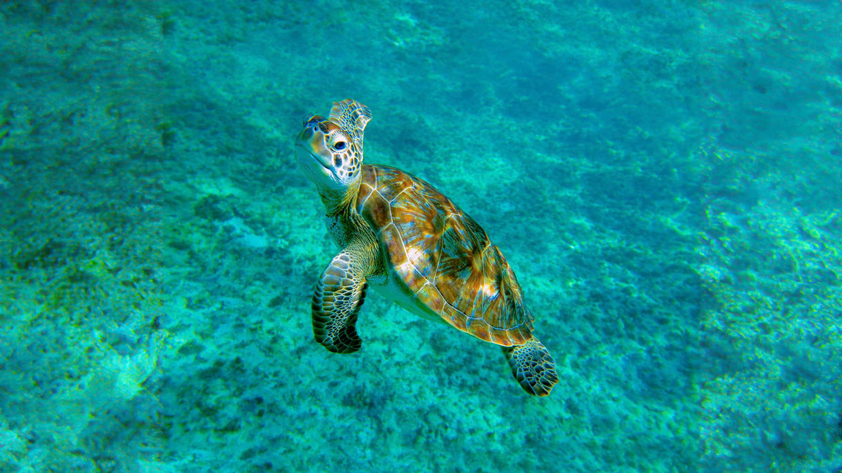 Cenote, Turtle Bay Snorkeling & Lunch