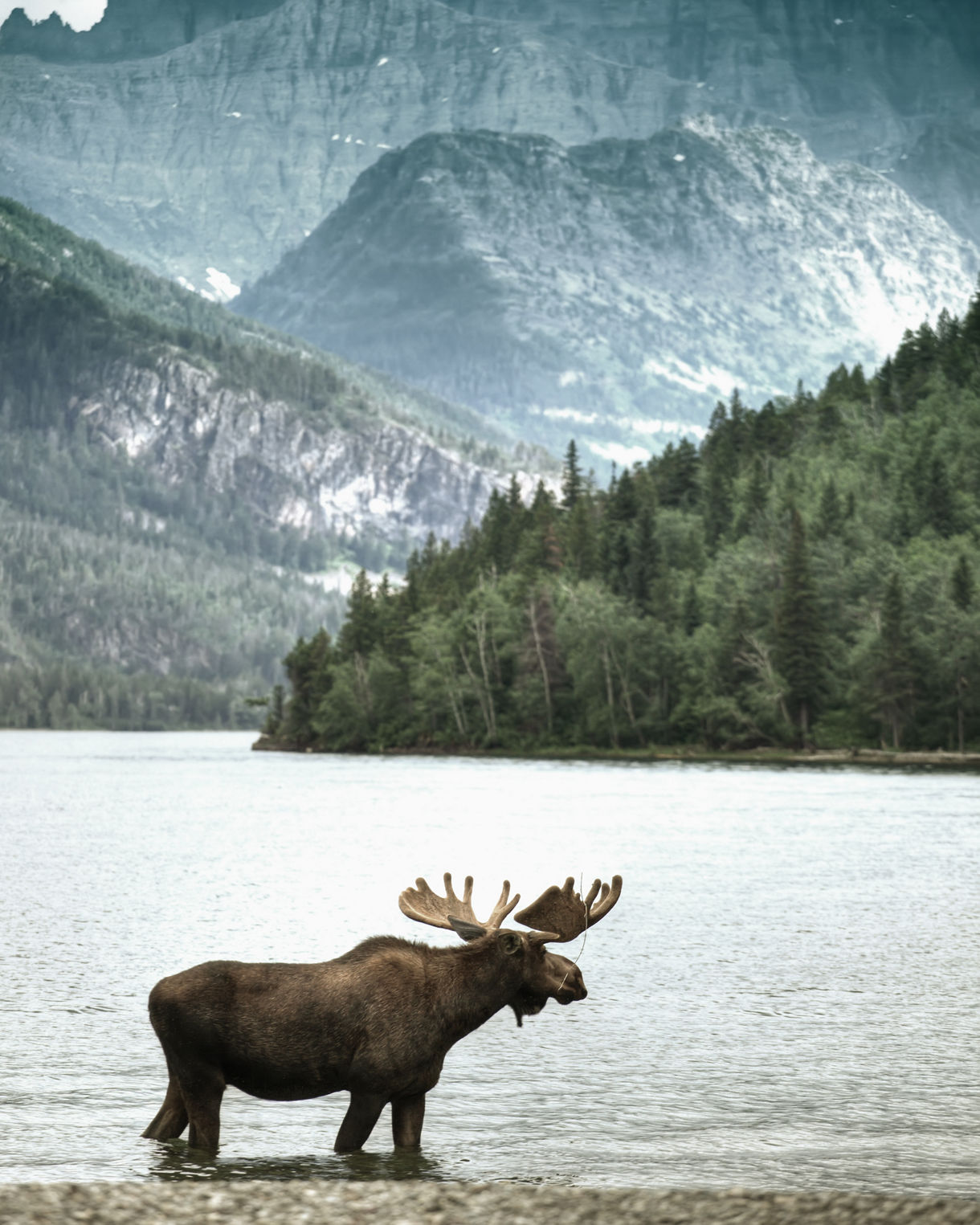 Moose standing in shallow water with forested hills and dramatic gray mountains rising in the background under moody clouds.