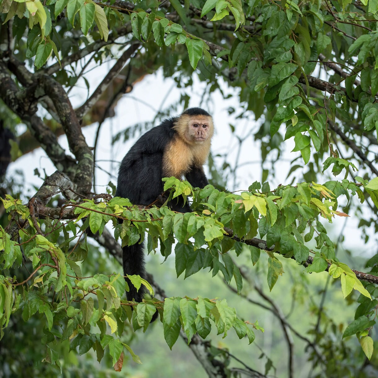 White-faced capuchin monkey sitting on a tree branch surrounded by dense green leaves in the rainforest.