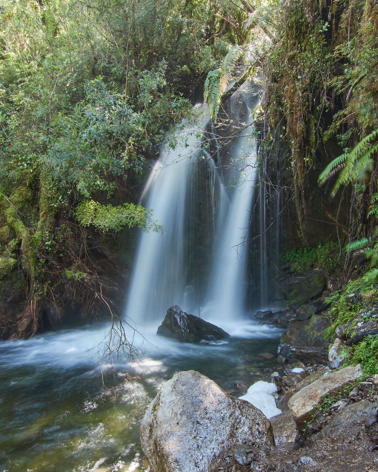 Small rainforest waterfall dropping in two silky streams into a clear pool surrounded by moss, ferns and dense green foliage.