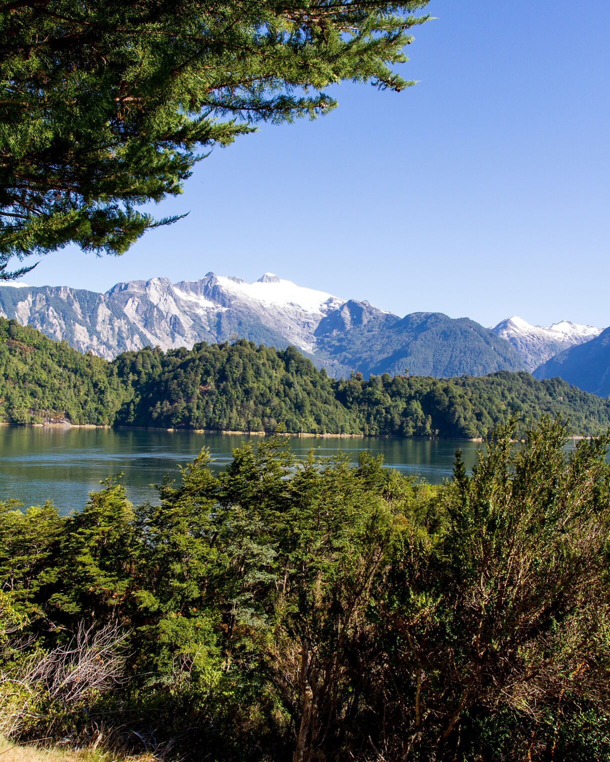 View of a calm fjord surrounded by dense green forest, with distant snowcapped mountains under a clear blue sky and pine branches framing the top of the image.
