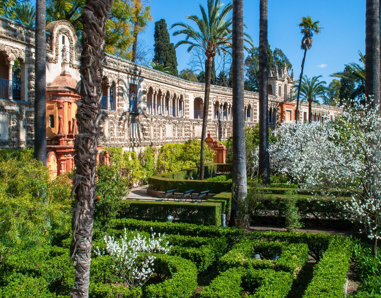 View of the Real Alcázar gardens in Seville with trimmed hedges, flowering trees, tall palm trees and a long ornate gallery wall decorated with arches and intricate stonework under a clear blue sky.