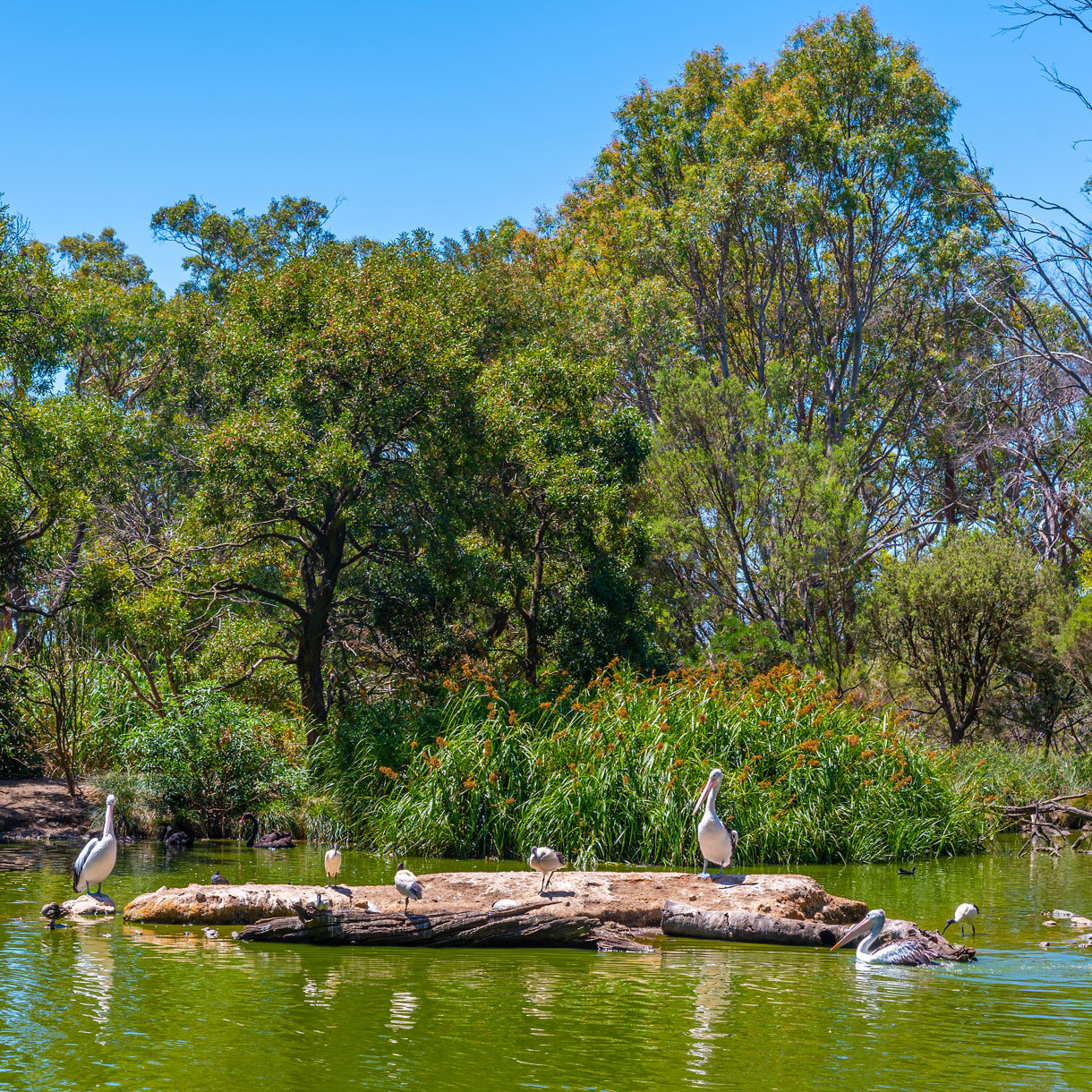 Pelicans and smaller birds perched on a log in a green pond surrounded by lush trees and reeds at Cleland Wildlife Park.