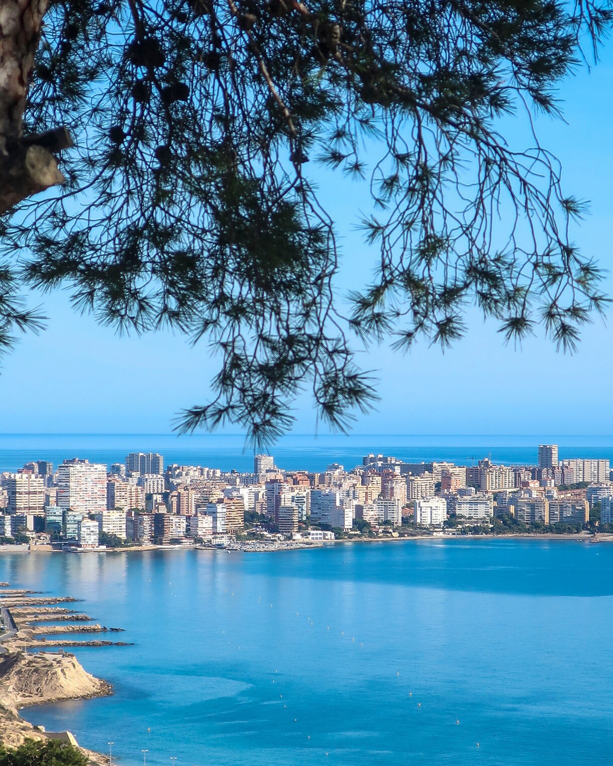 Elevated view of Alicante’s coastline with tall modern buildings lining the shore, calm turquoise water in the bay and pine branches framing the top of the scene.