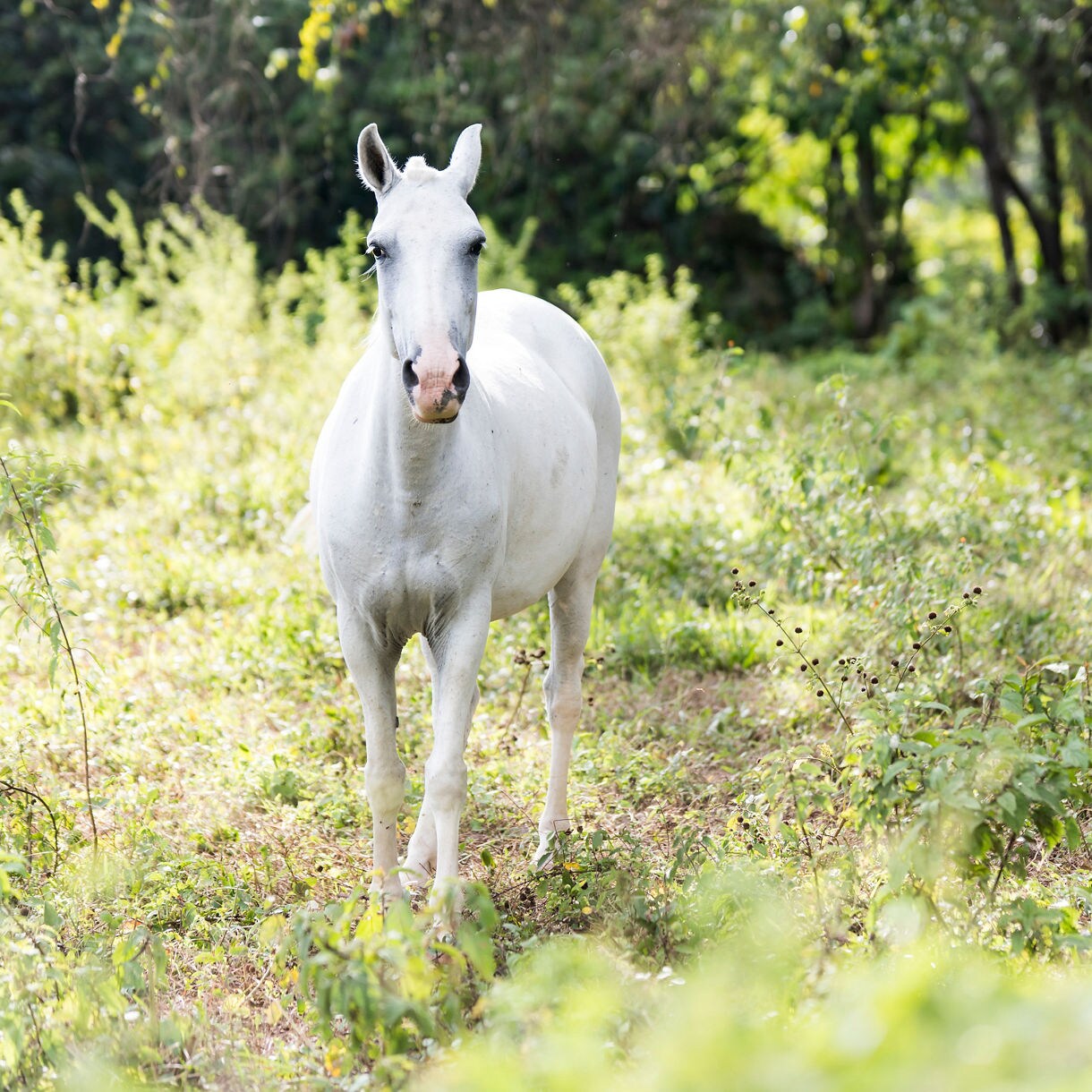 White horse standing in a grassy field with trees and greenery in the background.