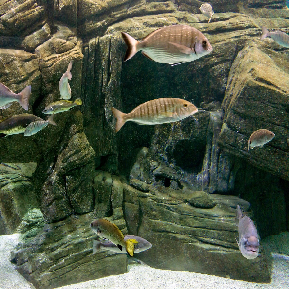 Various fish swimming through a rocky aquarium habitat with sandy patches and a small ceramic pot resting on the bottom.