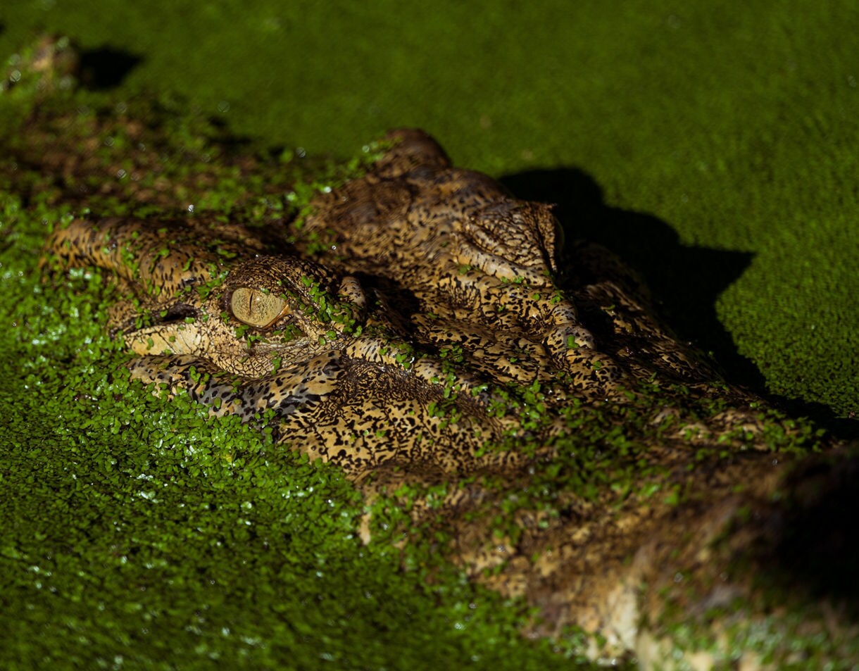 Close-up of a crocodile camouflaged in green water plants with only its head visible.