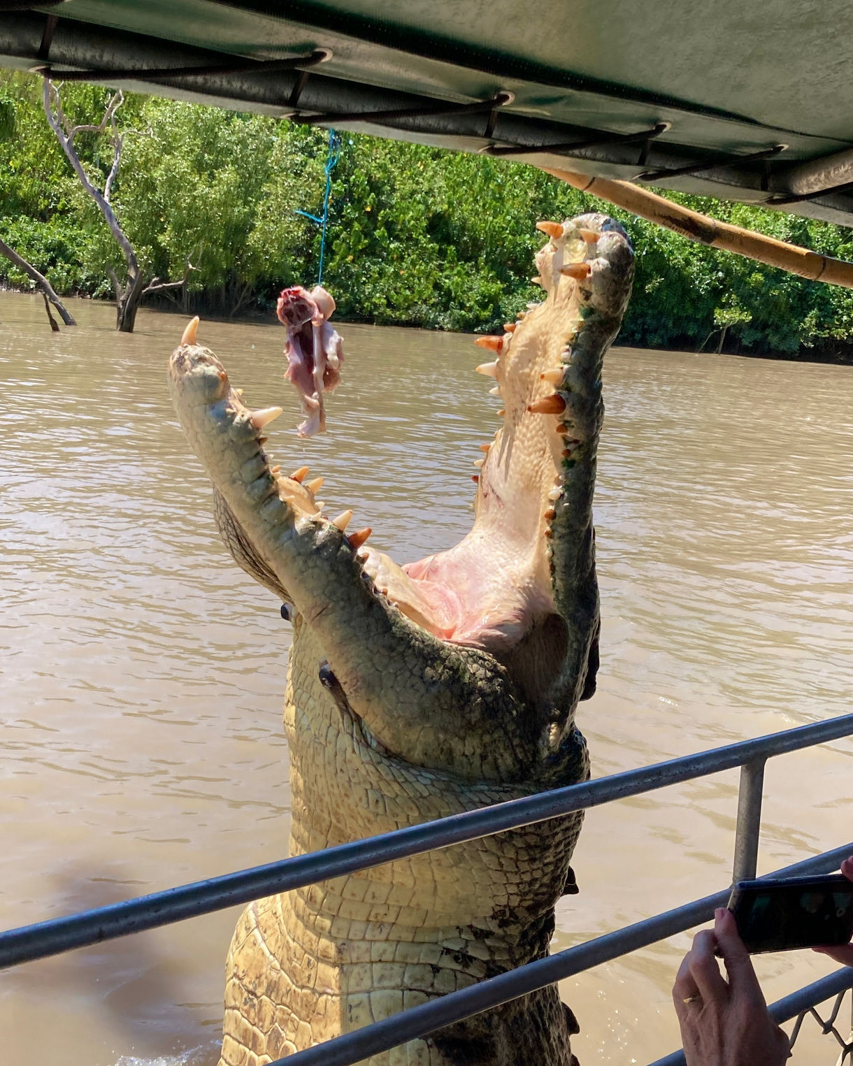 A large saltwater crocodile jumps from the muddy river with its jaws open wide toward bait hanging from a line as tourists watch from a boat.