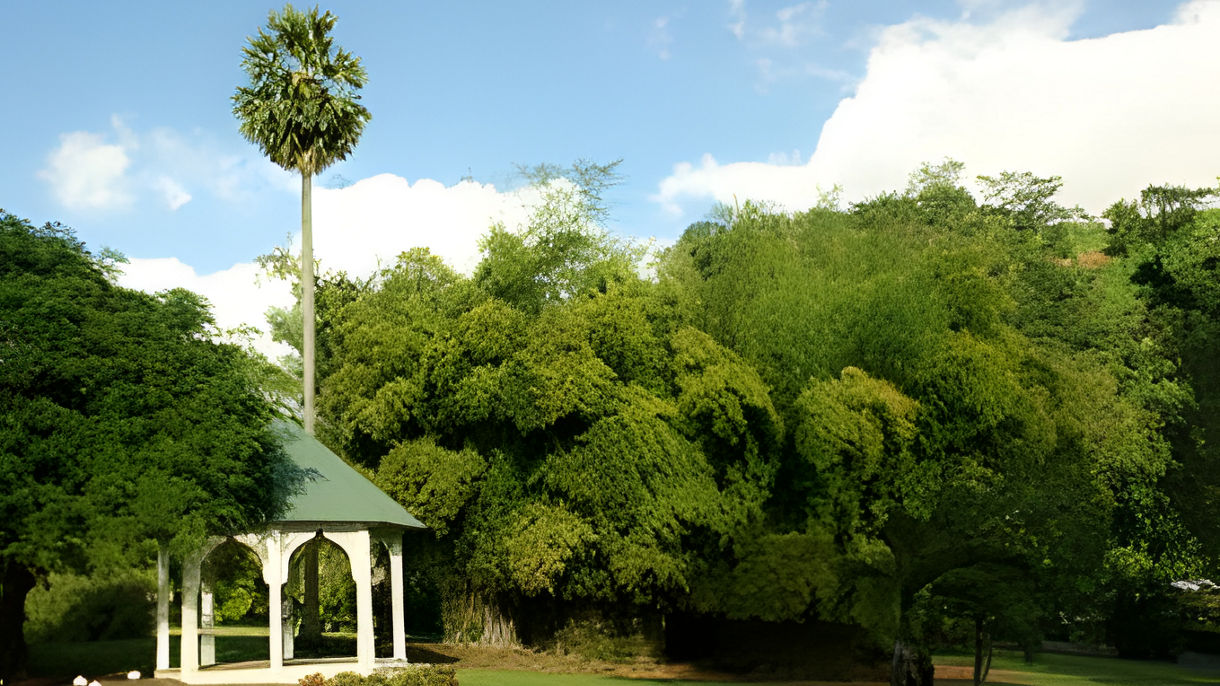 Easy Dominica Rainforest, Waterfalls & Botanical Gardens