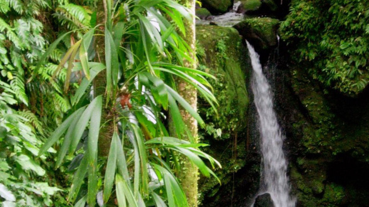 Easy Dominica Rainforest, Waterfalls & Botanical Gardens