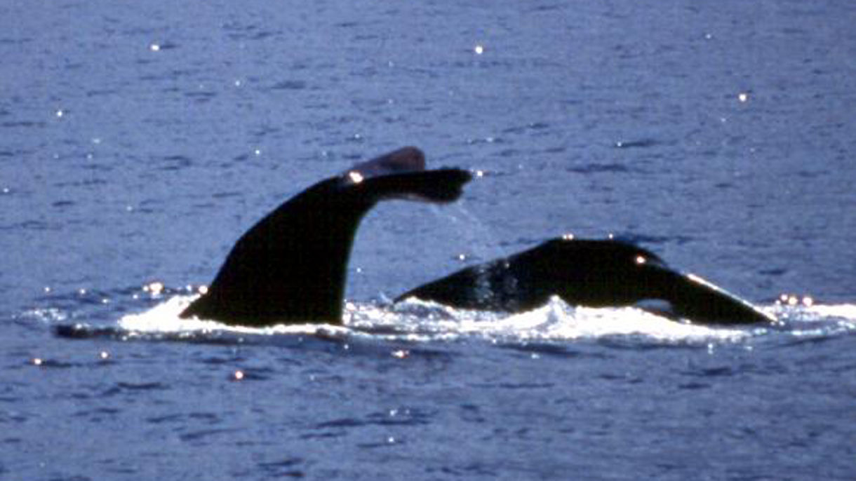 Whale & Dolphin Watching Scenic Cruise