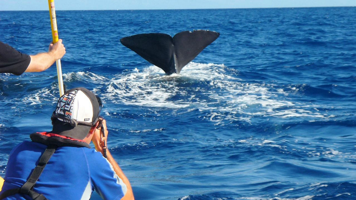 Whale-Watching Adventure by Zodiac & Swim