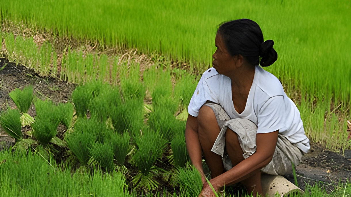 Tunjuk Village & Traditional Farming