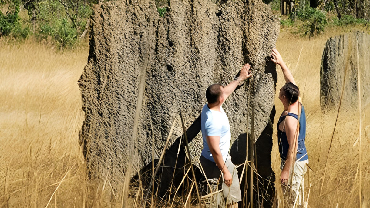 Litchfield National Park: Termite Mounds & Falls