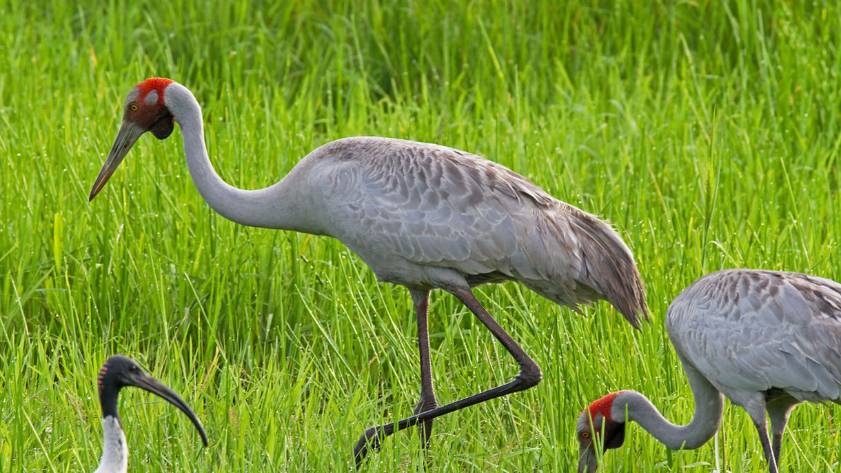 Fogg Dam Conservation Reserve & Floodplains Region