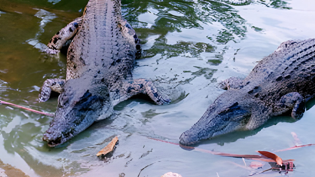 Jumping Crocodiles Cruise