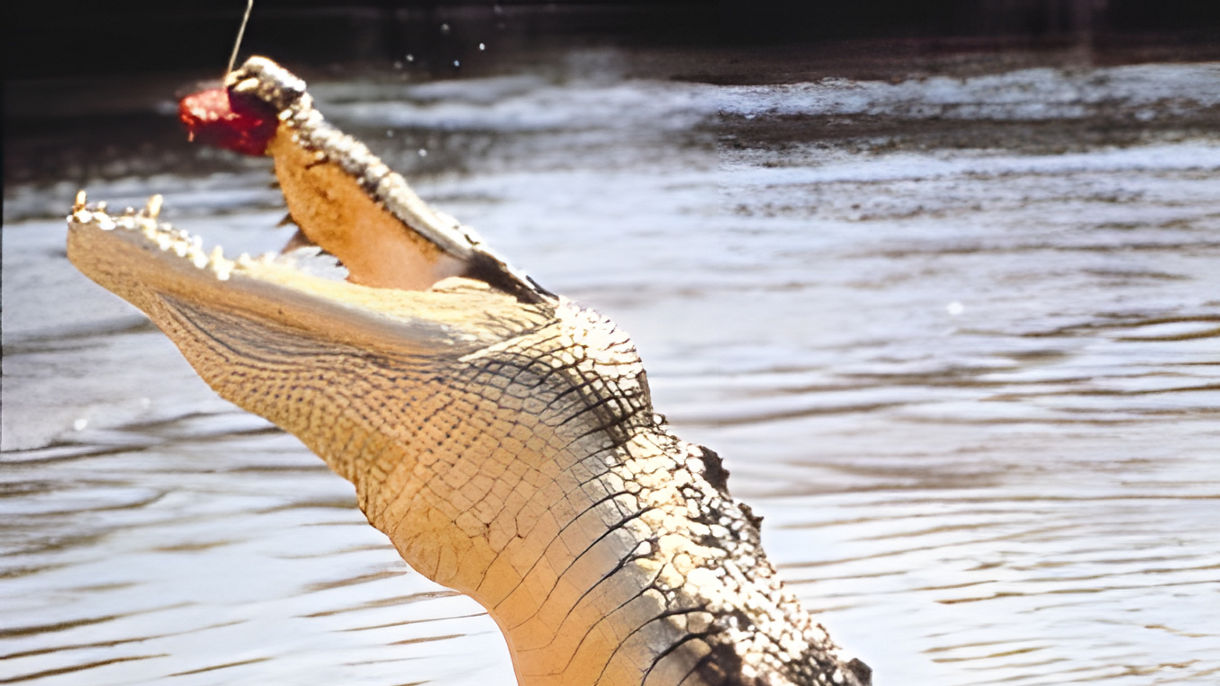 Jumping Crocodiles Cruise