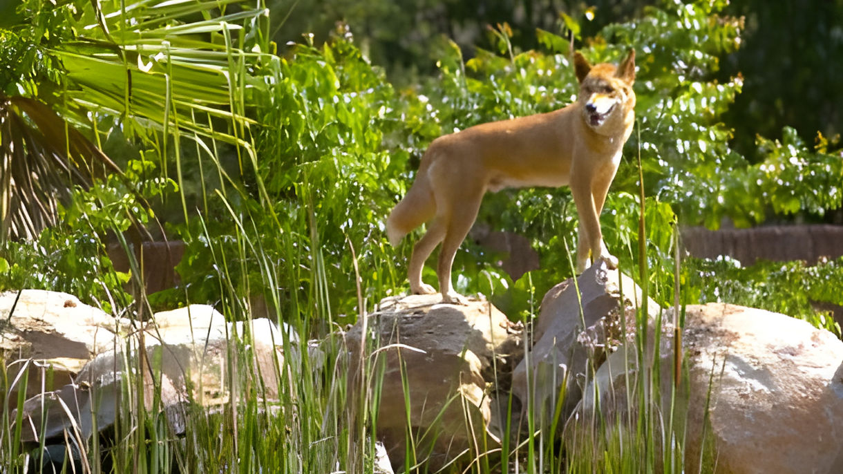 Territory Wildlife Park