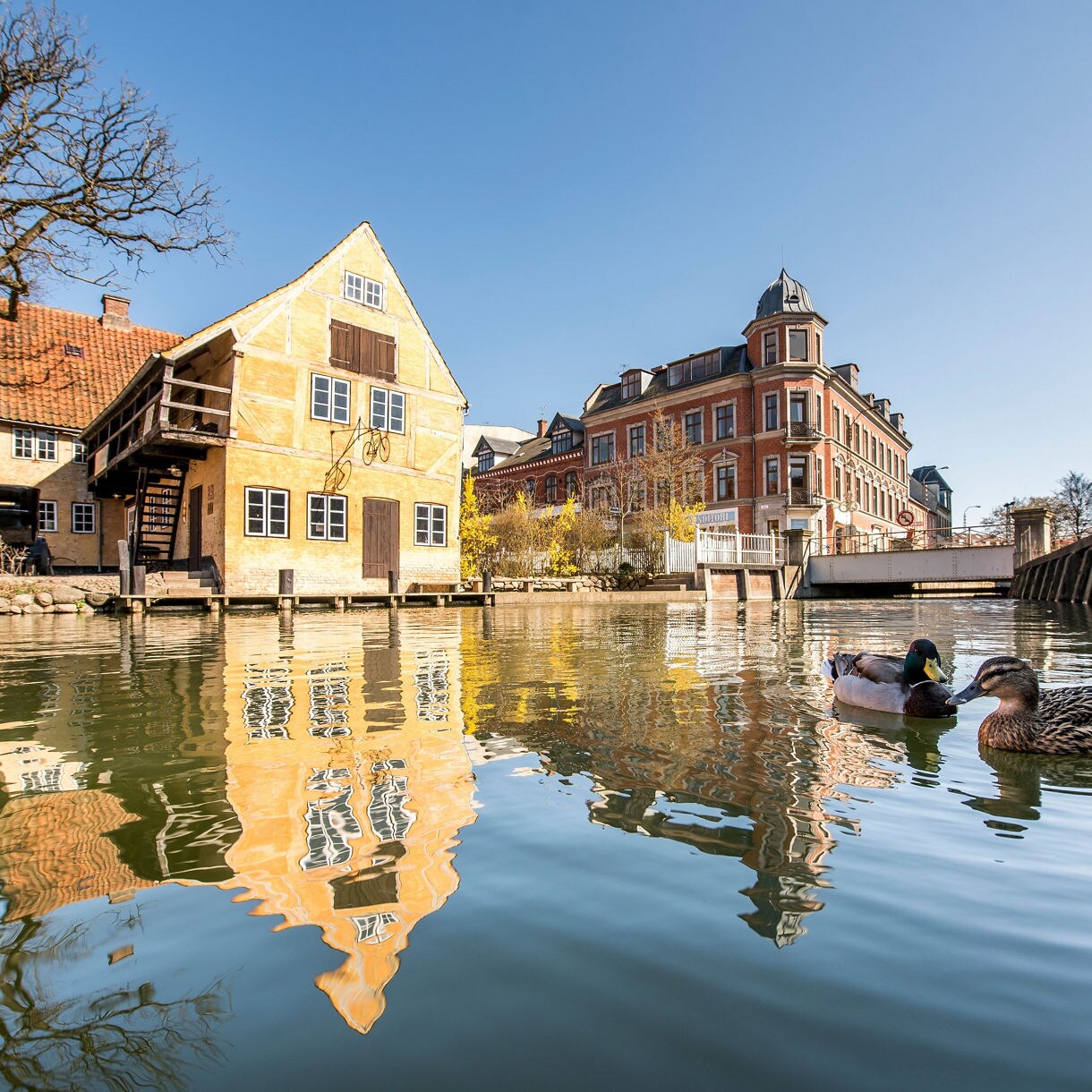  Historic yellow timber house and brick buildings reflecting in river with two ducks swimming in Aarhus, Denmark.