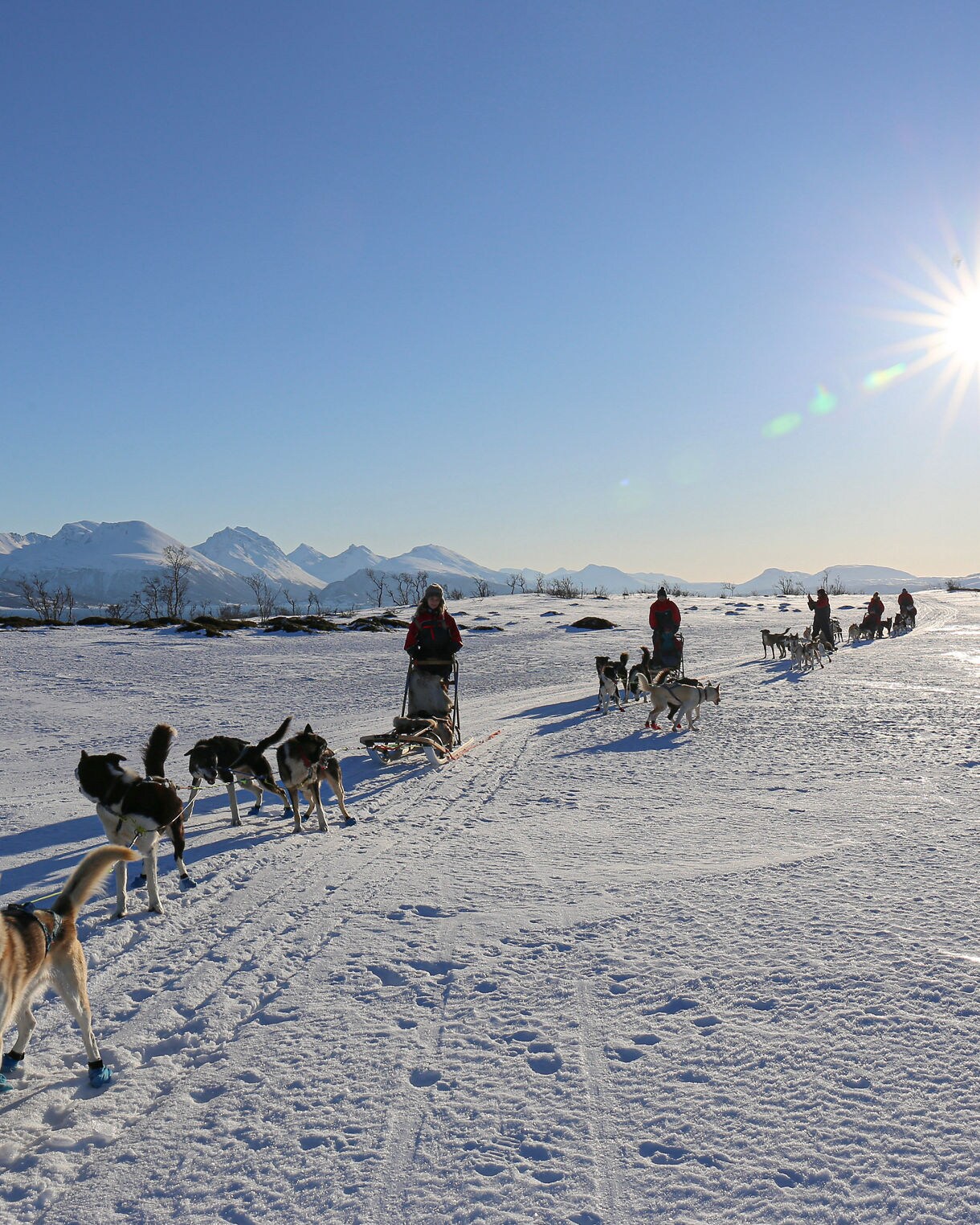 Dog sled teams pulling riders across a snowy landscape with mountains and clear skies in Tromsø, Norway.