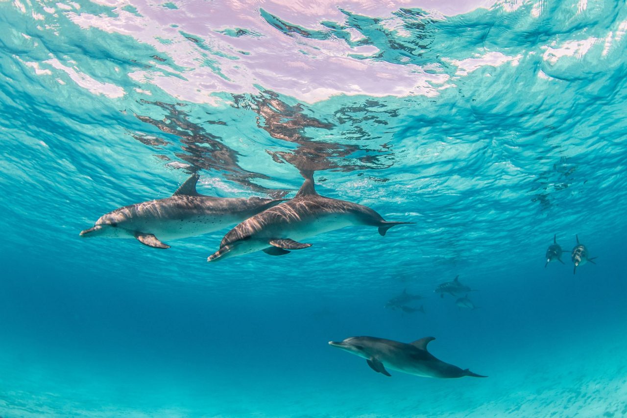 Dolphin Swim & Blue Lagoon Beach Fun with Lunch