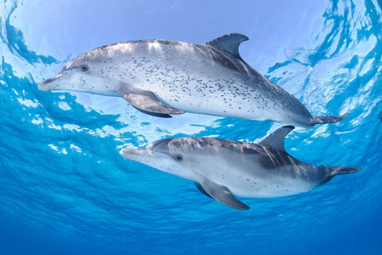 Two dolphins swimming underwater in crystal-clear blue ocean.