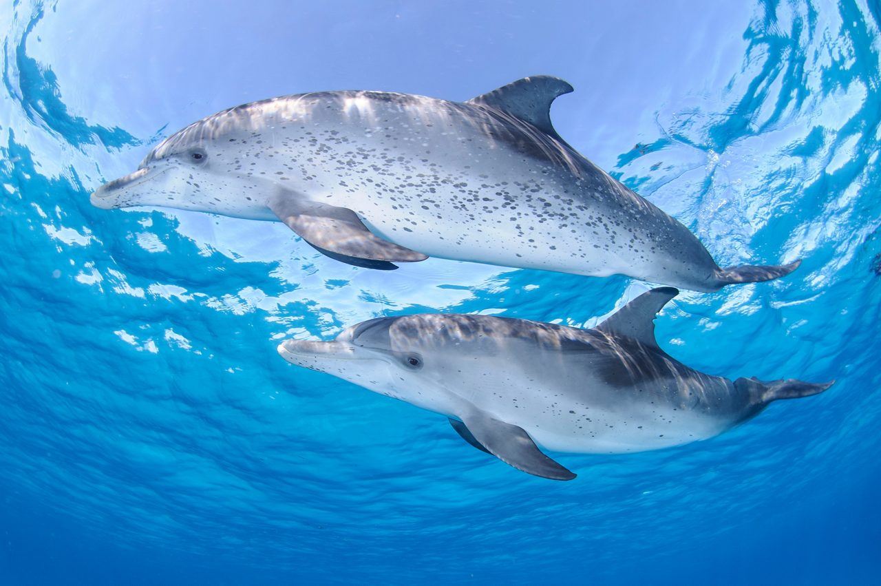 Two dolphins swimming underwater in crystal-clear blue ocean.