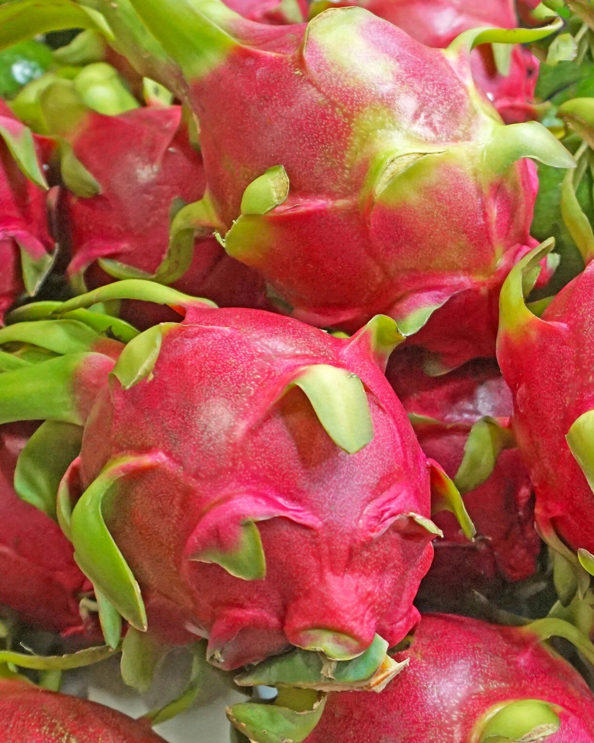 Close-up of vibrant pink dragon fruit with green-tipped scales stacked beside smooth green avocados.