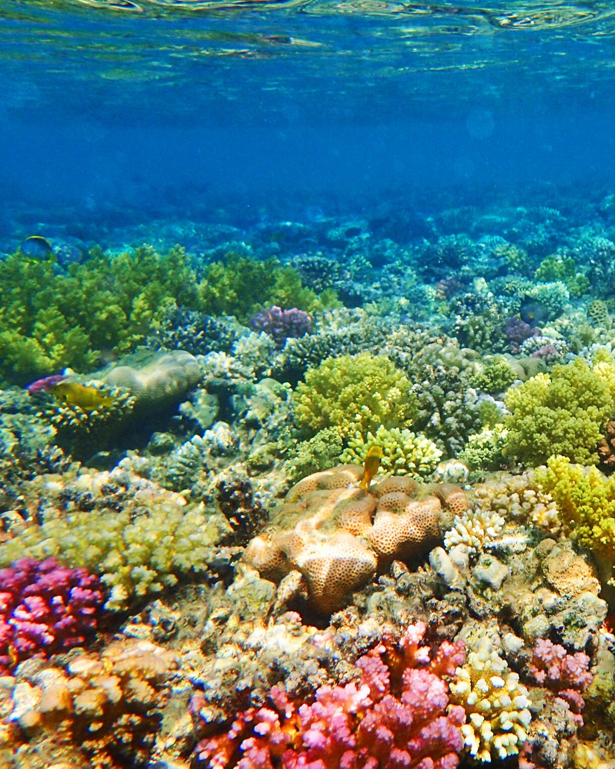 Underwater view of a vibrant coral reef near Dravuni Island featuring colorful corals and tropical fish in clear blue water.