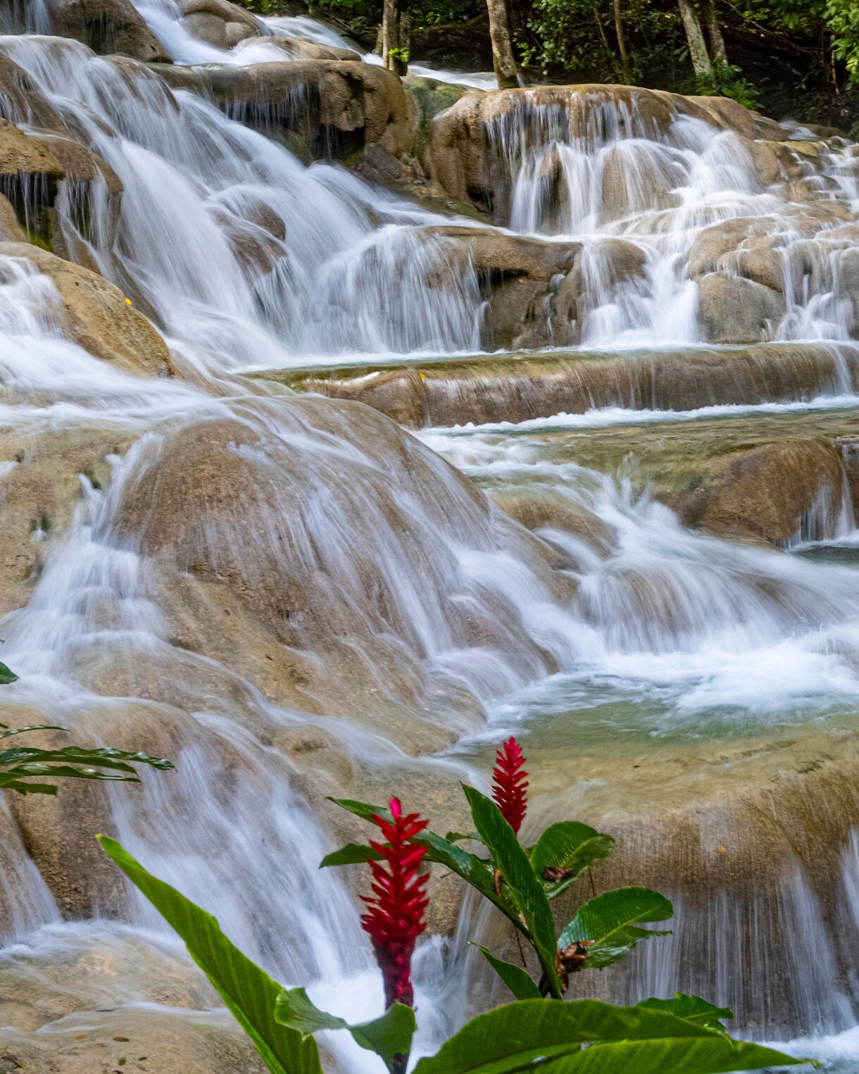 Multi-tiered cascades of Dunn’s River Falls in Ocho Rios, Jamaica, with clear water flowing over smooth rocks surrounded by lush greenery.