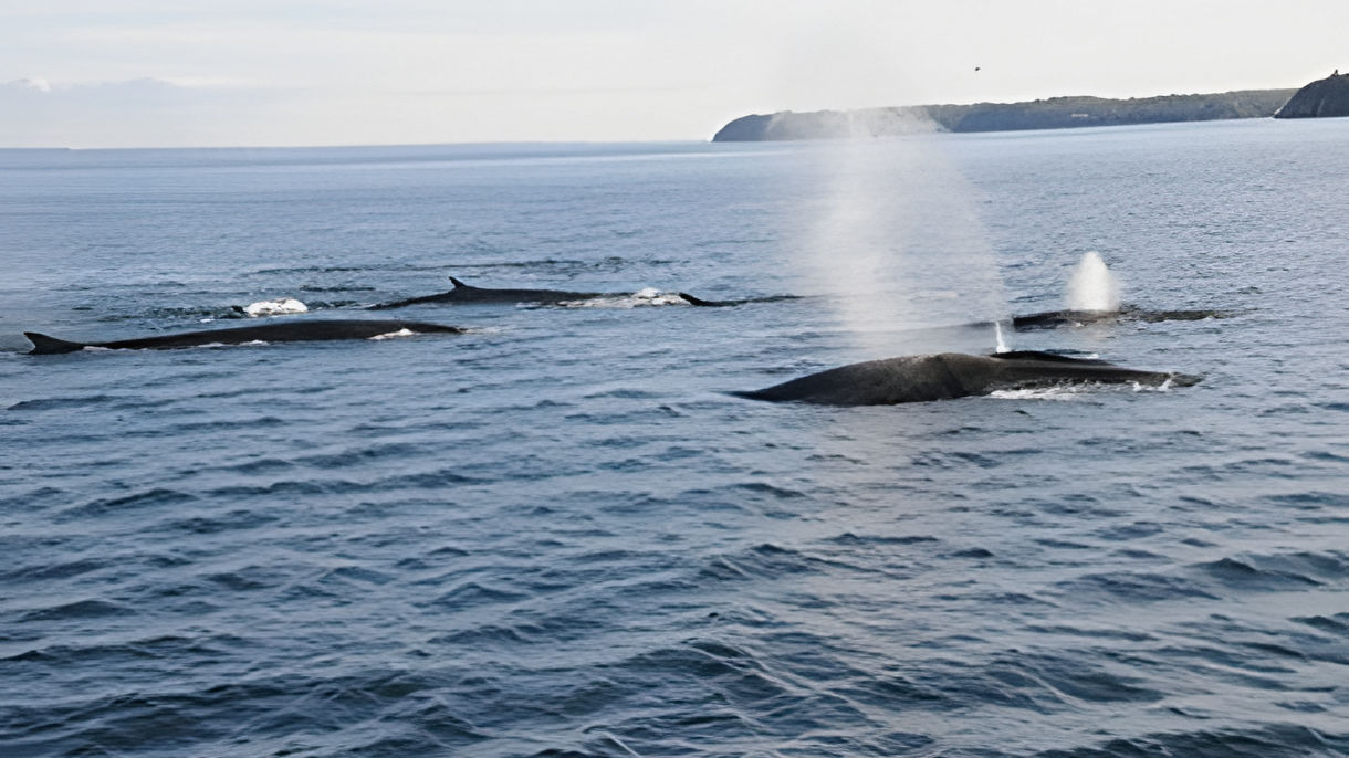 Whale Watching