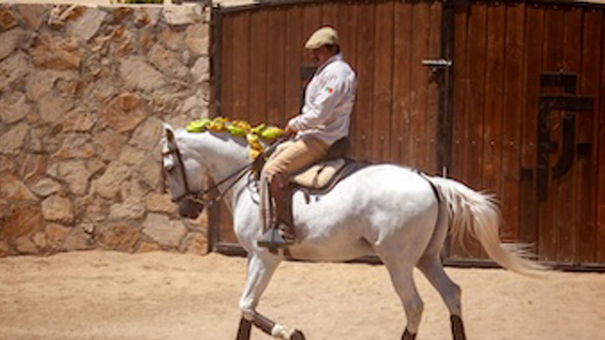 Mexican Dancing Horses & Tequilla Tasting