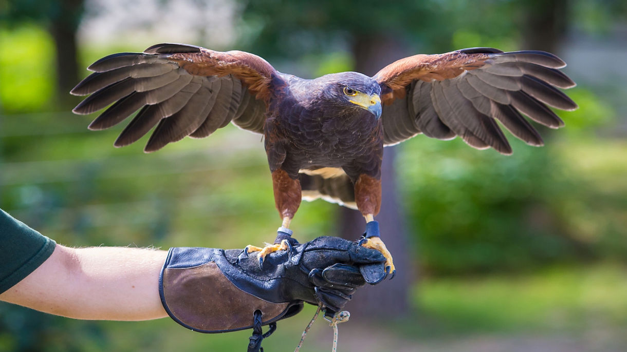 Harris's Hawk Falconry Encounter with Brunch