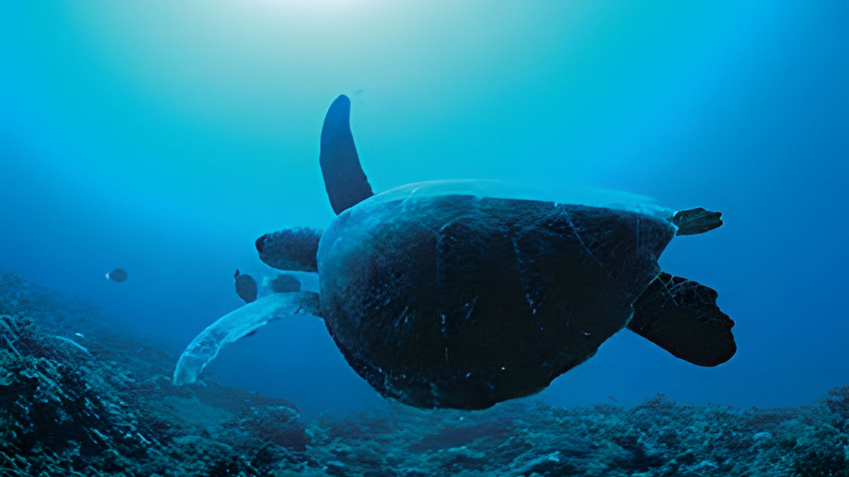 Reef Snorkelling Tour