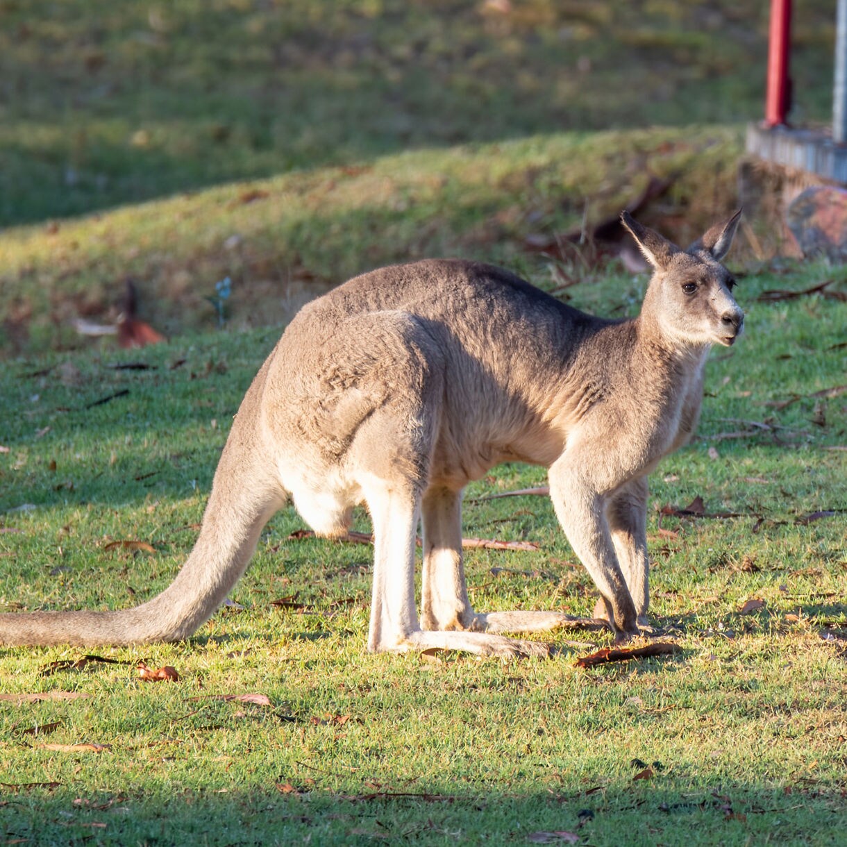 An Eastern grey kangaroo standing on sunlit grass, looking alert with its long tail stretched behind.