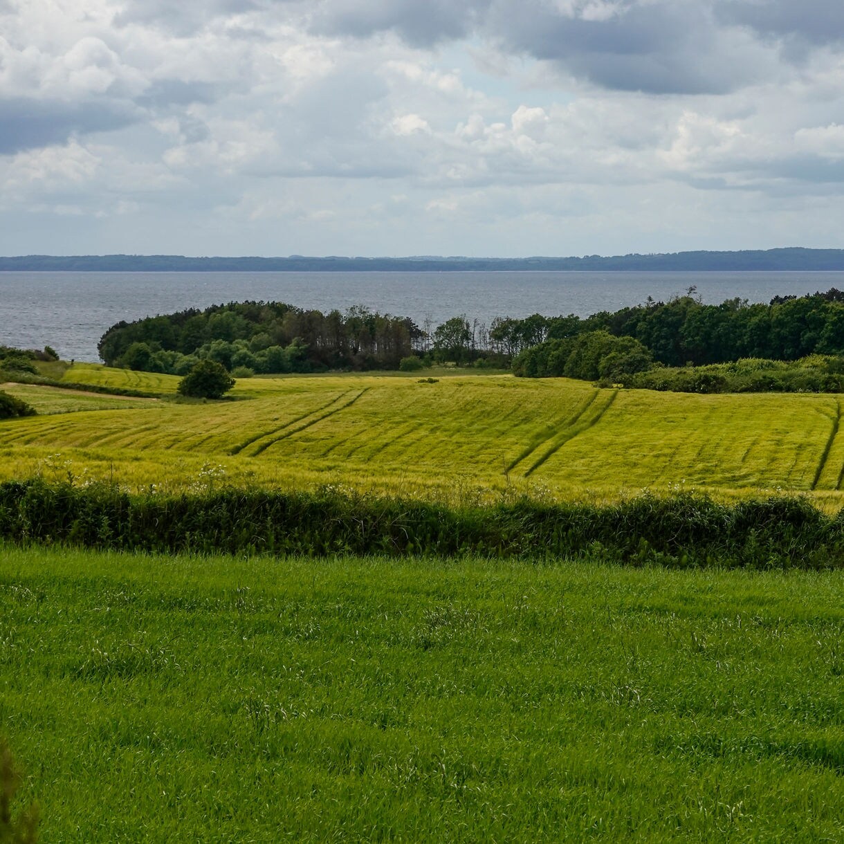 Green farmland and yellow fields in Ebeltoft with forested shoreline and sea in the background.