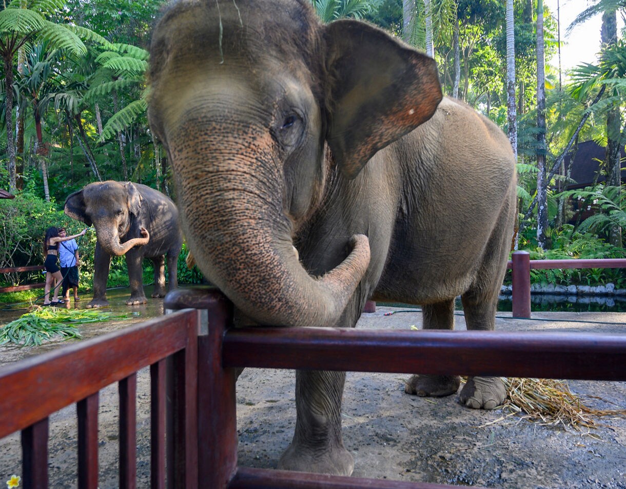 Two elephants in a forested sanctuary, one standing close to the wooden railing with its trunk curled over it, and another farther back engaging with two visitors while surrounded by tall palm trees and dense greenery.