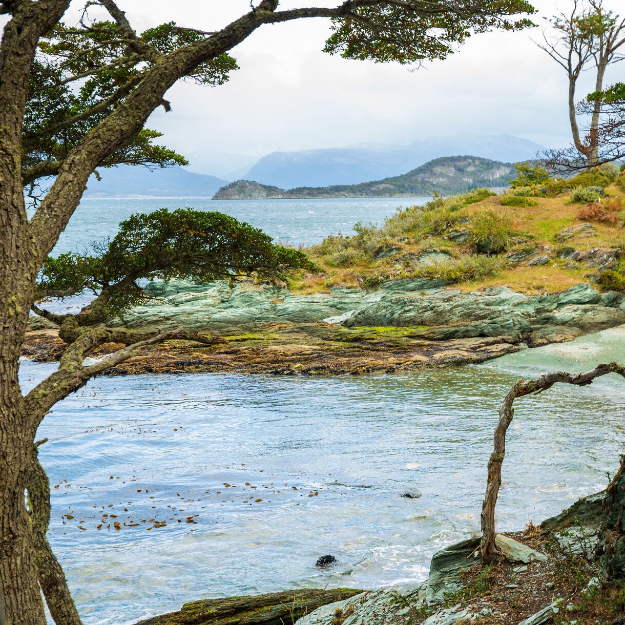 Rocky shoreline with turquoise water, twisted trees, and low hills in the distance under a soft, cloudy sky.