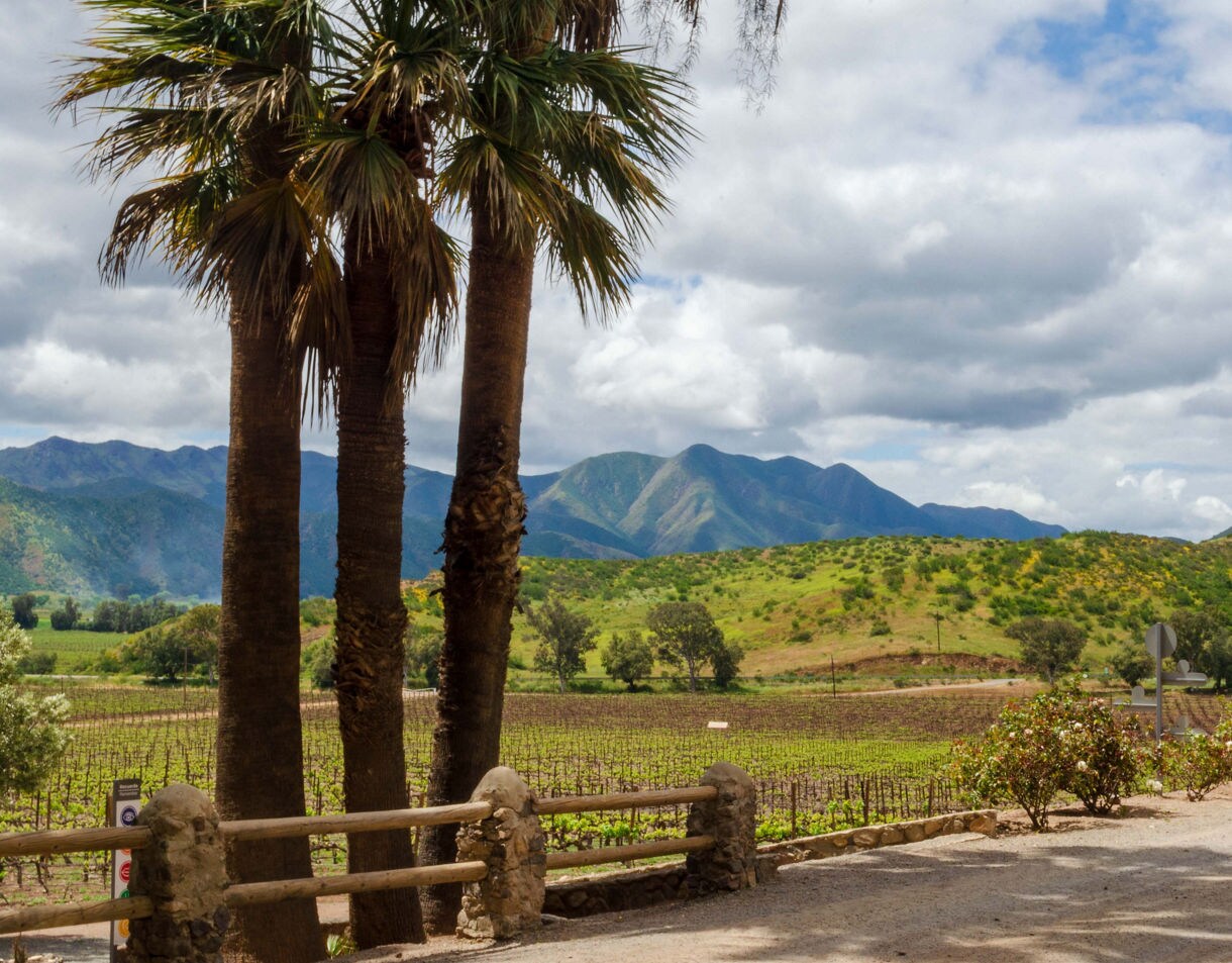View of vineyards and green hills in Ensenada with tall palm trees in the foreground and mountains in the distance.