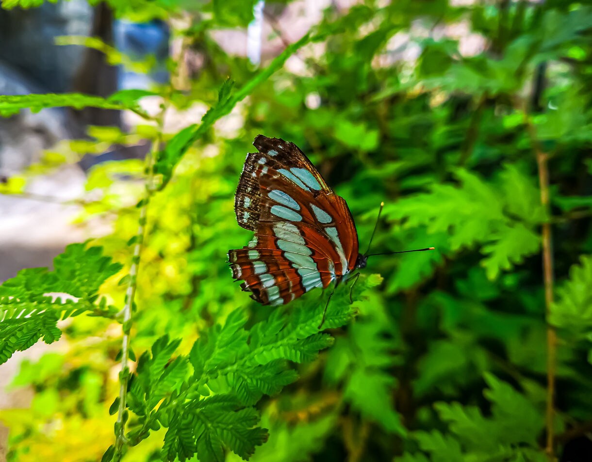 Close-up of a butterfly with brown, white and turquoise wings perched on a green fern leaf at Entopia Butterfly Farm.