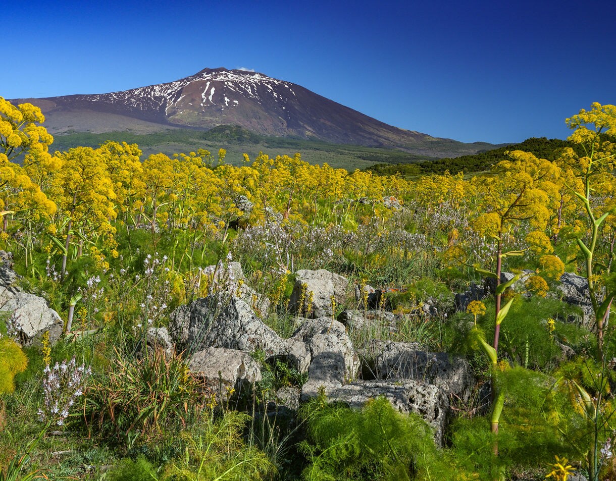 Yellow wildflowers growing among dark volcanic rocks with Mount Etna’s snow-dusted peak rising under a deep blue sky.